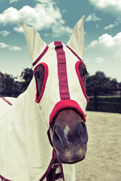 Equestrian Horse Product. Flag Rug Hood Set. White