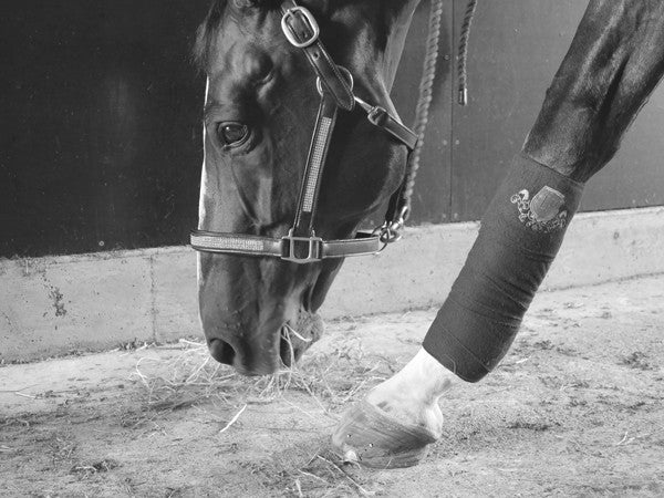 LP Equestrian