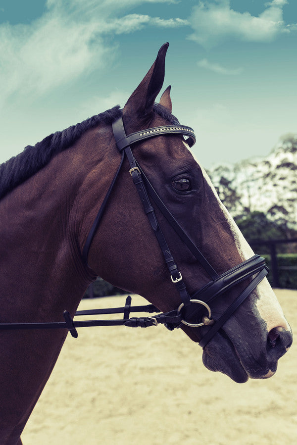 Equestrian Horse Product. Leather Bridle