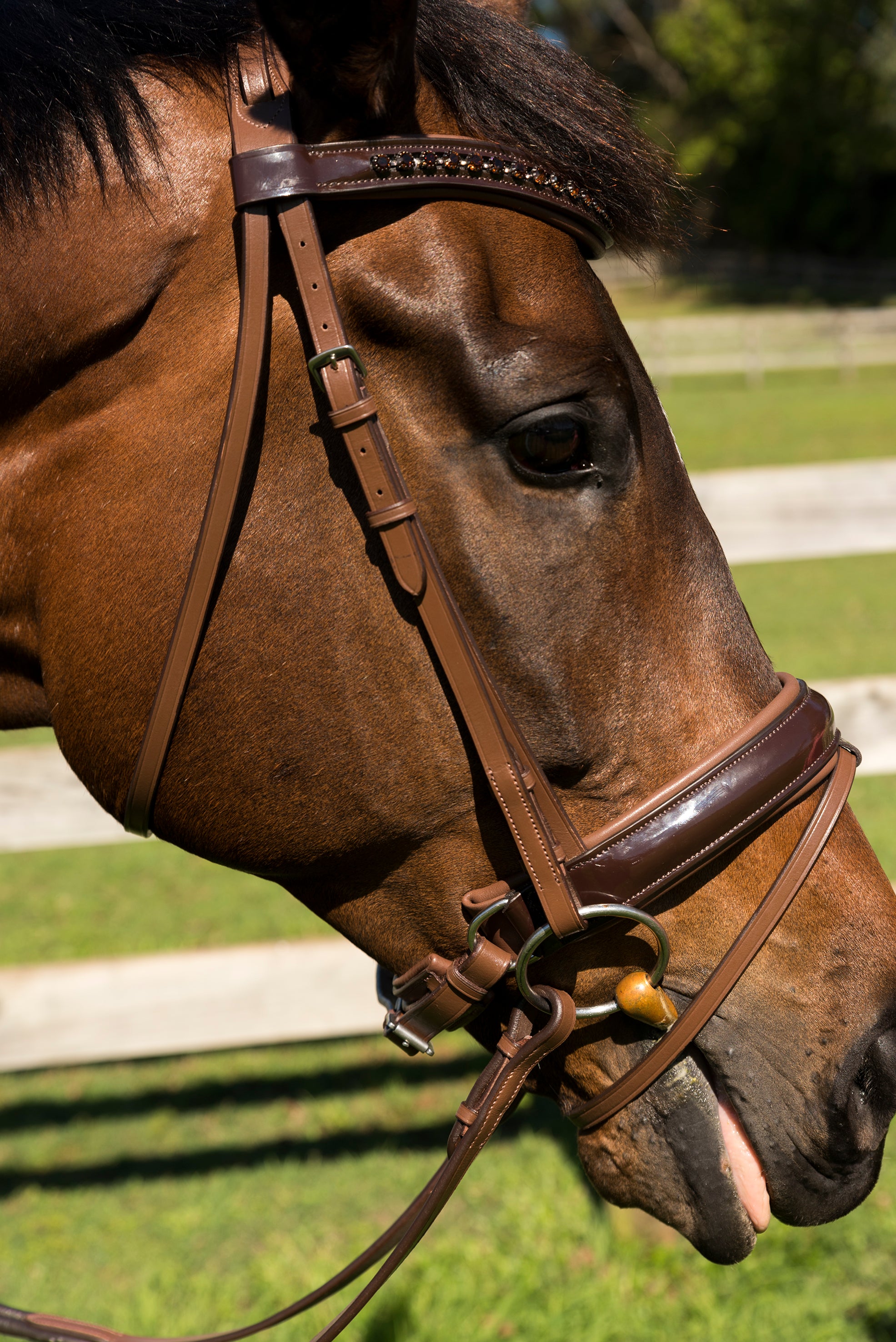 LP Competition Leather Bridle
