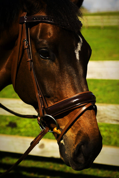 LP Competition Leather Bridle