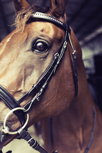 Leather Bridle