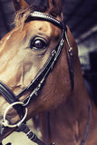 Equestrian Horse Product. Leather Bridle